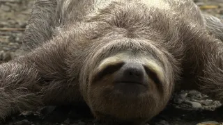 Na cestě po Dariénu