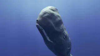 Zázračná planeta: Zvířecí špioni pod hladinou (1/4)