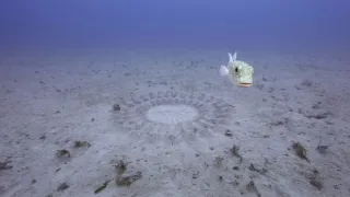 Zázračná planeta: Zvířecí špioni pod hladinou (1/4)