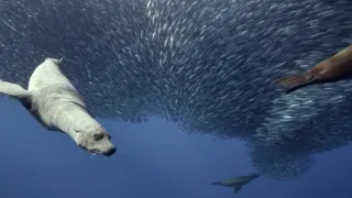 Zázračná planeta: Zvířecí špioni pod hladinou (1/4)