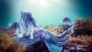 Modrá planeta II (5)