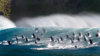 Modrá planeta II (5)