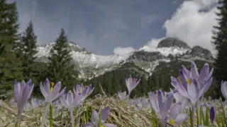 Hohenlohe knieža Tatier