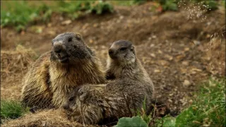 Hohenlohe knieža Tatier