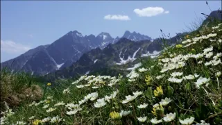 Hohenlohe knieža Tatier