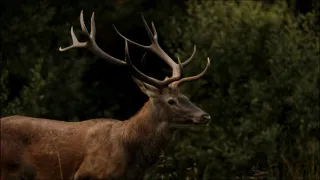 Hohenlohe knieža Tatier