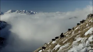 Hohenlohe knieža Tatier