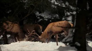 Hohenlohe knieža Tatier