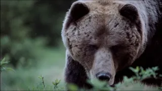 Hohenlohe knieža Tatier