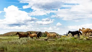 Žlutou žábou až do Mongolska (6/12)