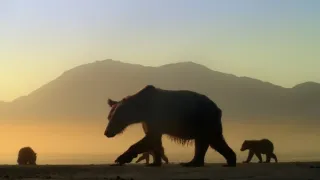 Naši bratři medvědi