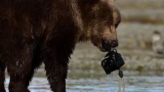 Naši bratři medvědi