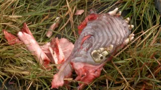 Naši bratři medvědi