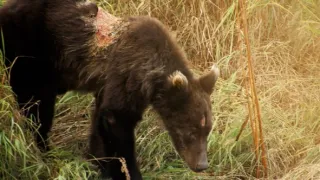 Naši bratři medvědi