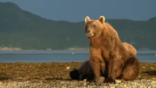 Naši bratři medvědi
