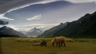 Naši bratři medvědi