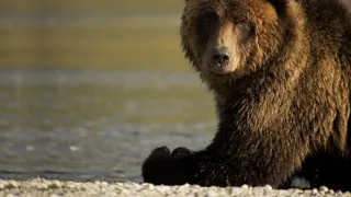 Naši bratři medvědi