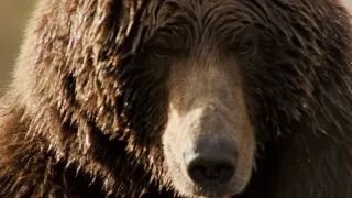 Naši bratři medvědi