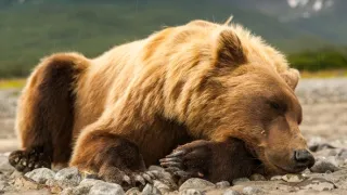 Naši bratři medvědi