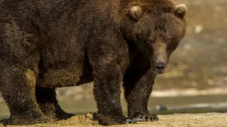 Naši bratři medvědi