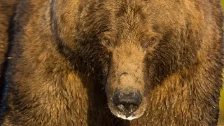 Naši bratři medvědi