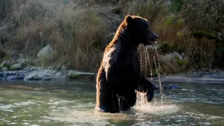 Naši bratři medvědi