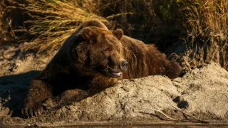 Naši bratři medvědi
