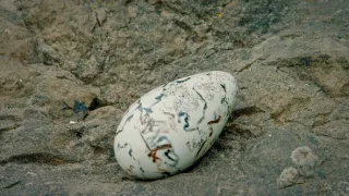 Vejce: Počátek života