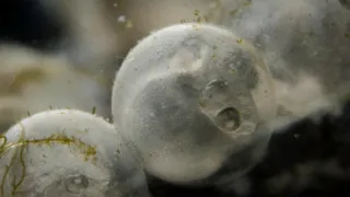 Vejce: Počátek života