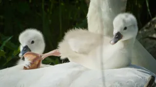 Vejce: Počátek života