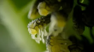 Vejce: Počátek života