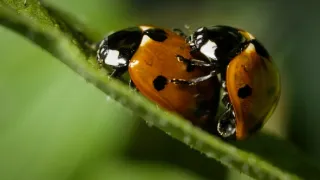 Vejce: Počátek života