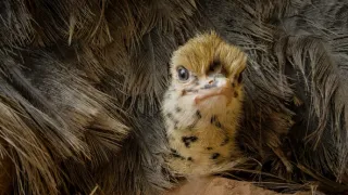 Vejce: Počátek života