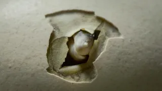 Vejce: Počátek života