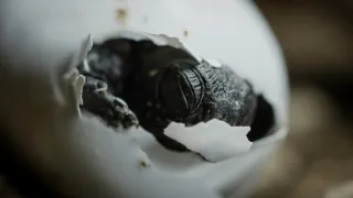 Vejce: Počátek života