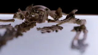 Anatomie ukřižování