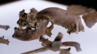 Anatomie ukřižování