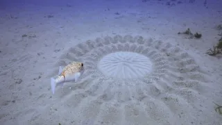 Zázračná planeta: Zvířecí špioni pod hladinou (1/4)