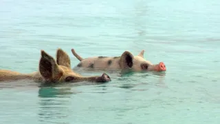 Zázračná planeta: Zvířecí špioni pod hladinou (1/4)