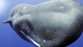 Zázračná planeta: Zvířecí špioni pod hladinou (1/4)