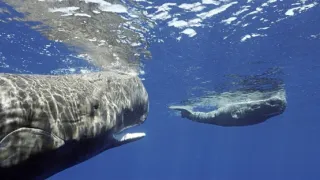 Zázračná planeta: Zvířecí špioni pod hladinou (1/4)