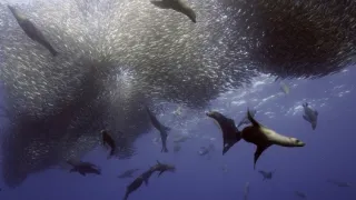 Zázračná planeta: Zvířecí špioni pod hladinou (1/4)