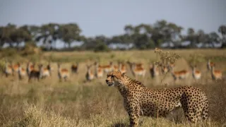 Predátor vs. kořist (1)