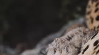 Dcery a synové divočiny (3/5)