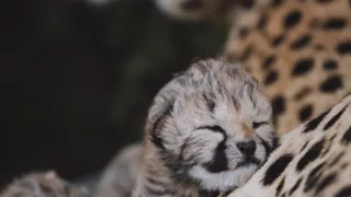 Dcery a synové divočiny (3/5)