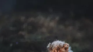 Dcery a synové divočiny (3/5)