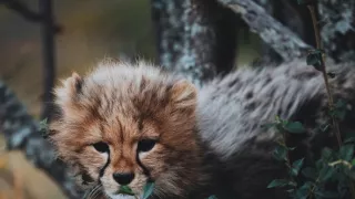 Dcery a synové divočiny (3/5)