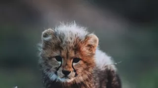 Dcery a synové divočiny (3/5)