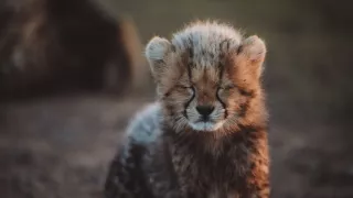 Dcery a synové divočiny (3/5)