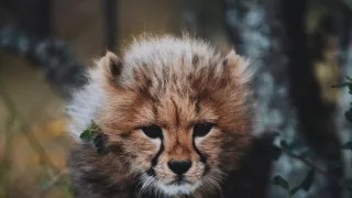 Dcery a synové divočiny (3/5)